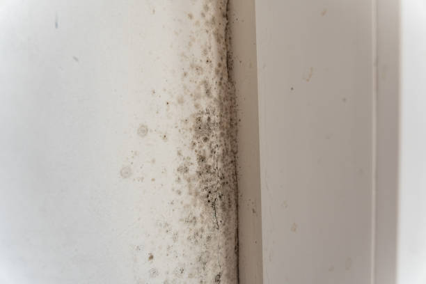 Best Environmental Consulting for Mold Prevention  in Dyer, TN